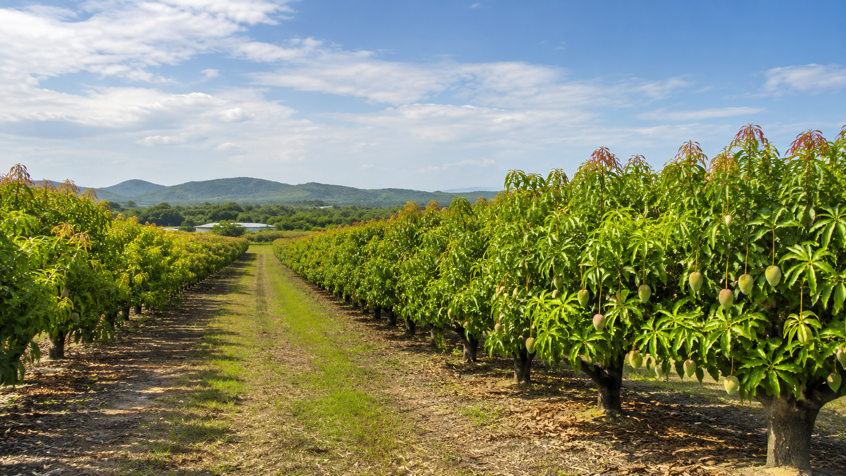 Agricultural fields